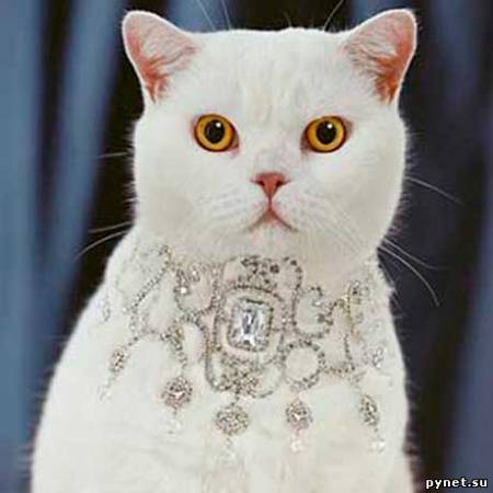 Кошка попалась на краже драгоценностей