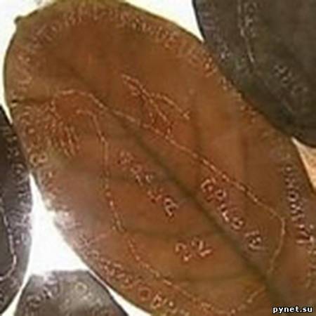 Жучки поверили в бога, или Откуда на листьях знаки?