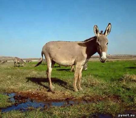 То ли женщина, то ли ослица…