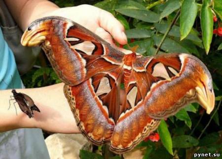 Attacus - самая большая моль в мире