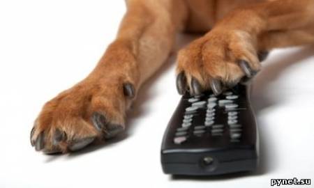 DOGTV - первый канал для собак